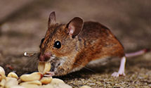 24 Hour & Emergency Exterminators in Greenville, NJ